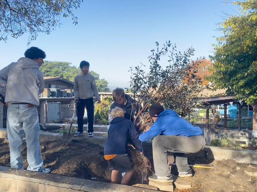 Students planting a tree in the Discover Garden